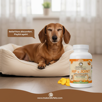 Senior Dachshund resting comfortably after joint pain relief