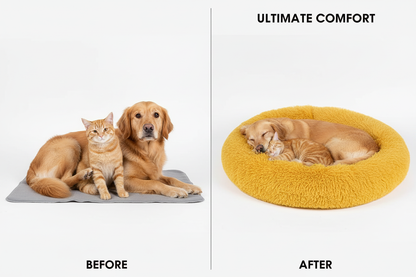 Before and after: pets transformed by yellow calming bed